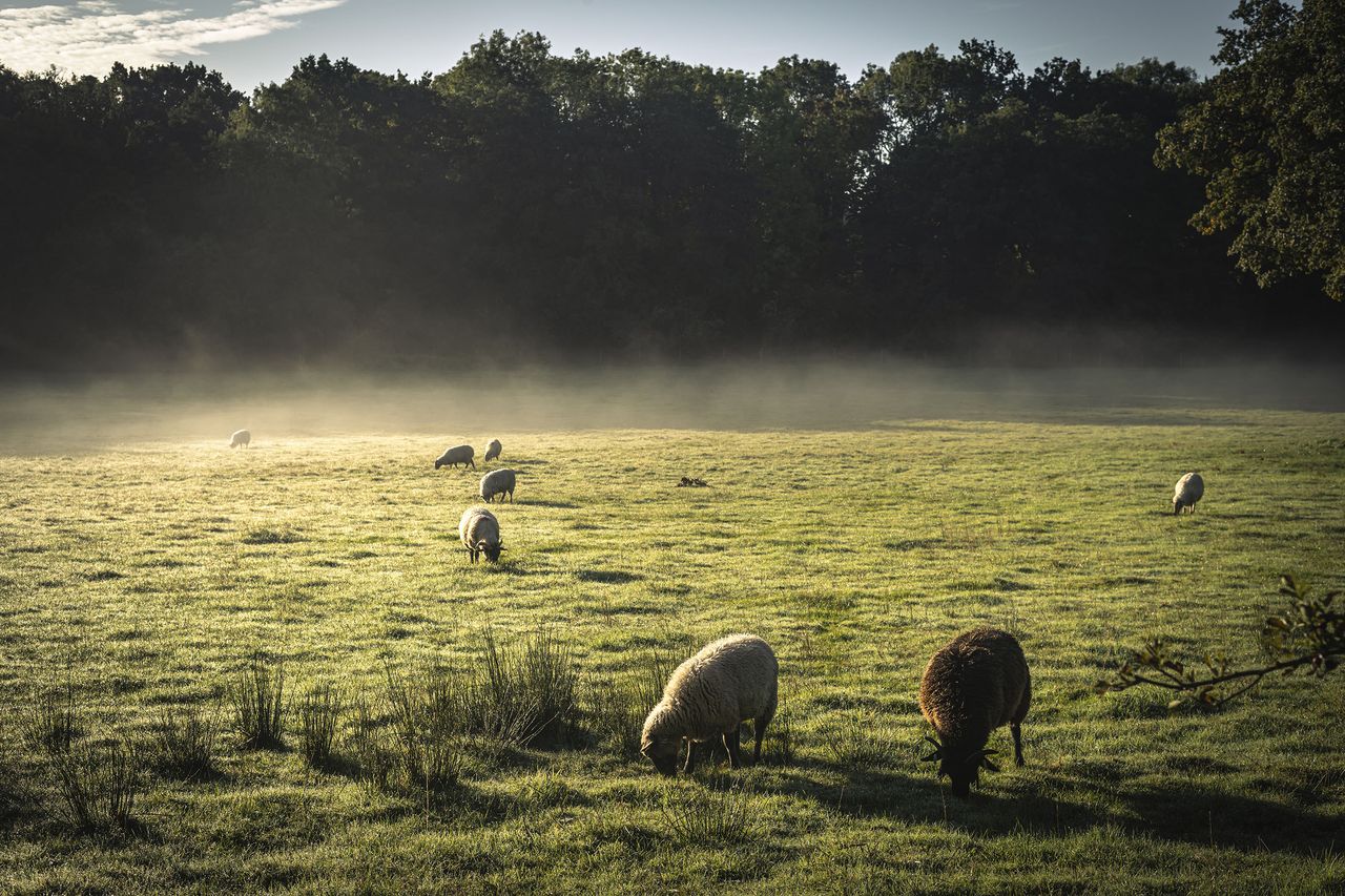 &#039;Cattle do appreciate the shelter of the barns in adverse weather while our sheep absolutely hate being kept inside and make their feelings very clear.&#039;