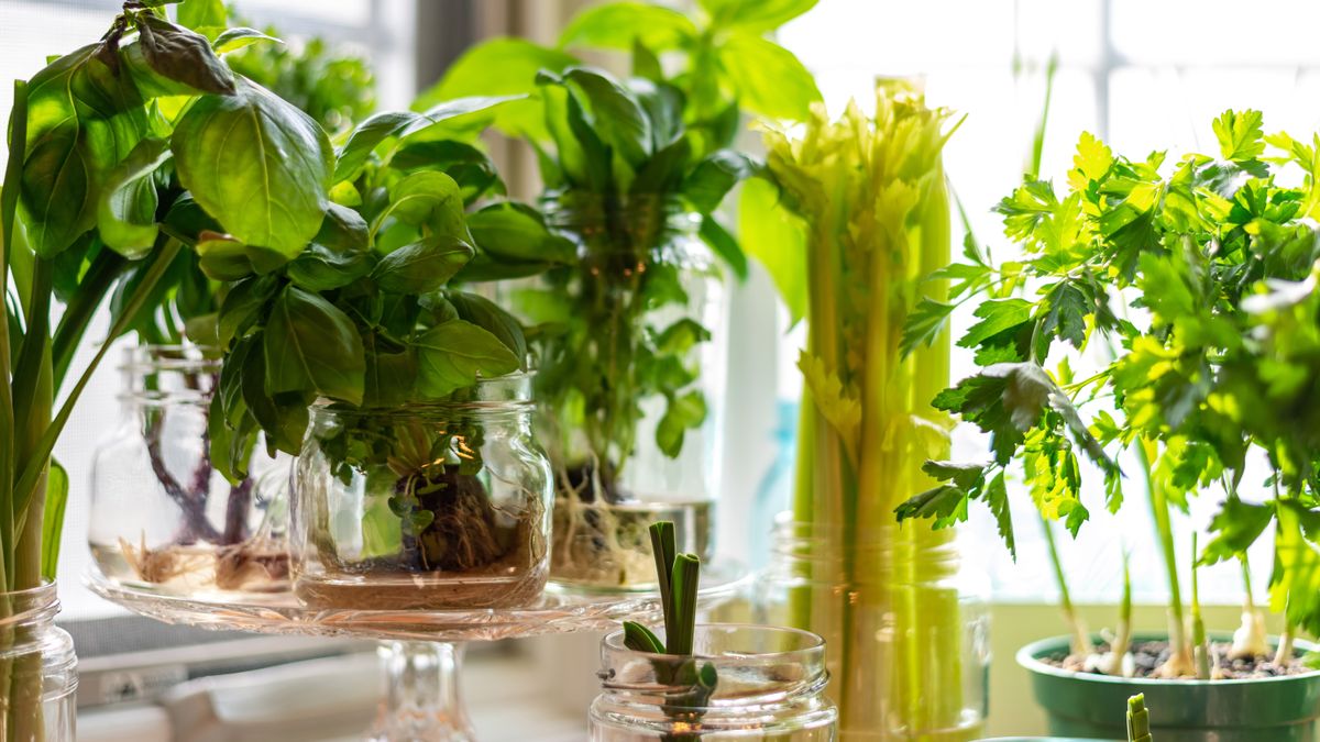 Hydroponics will reset garden trends – according to experts | Gardeningetc