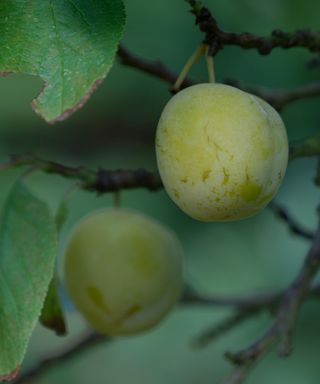 Prunus domestica 'Oullins Gage'