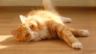 Cat lying down on wooden floor with sunlight shining on their stomach