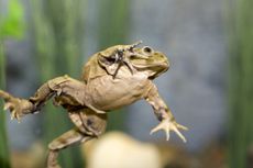 lake-titicaca-frog