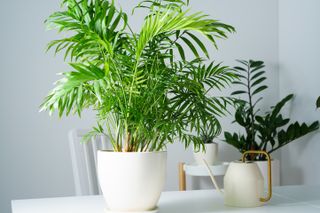 Set of plant parlor palm (Chamaedorea elegans) in a white pot