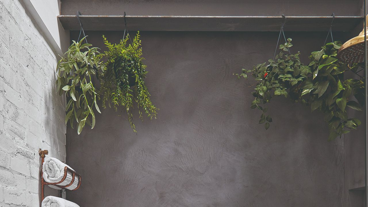 Hanging plants in a grey-painted bathroom