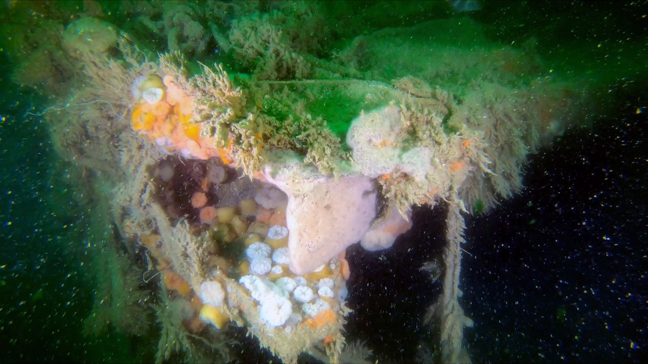 The new study found the wreck of V-1302 John Mahn, a German patrol boat sunk by British warplanes in 1942, is still leaking hazardous chemicals from its fuel and the munitions on board.