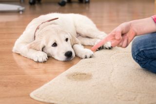How to get dog pee out of the carpet