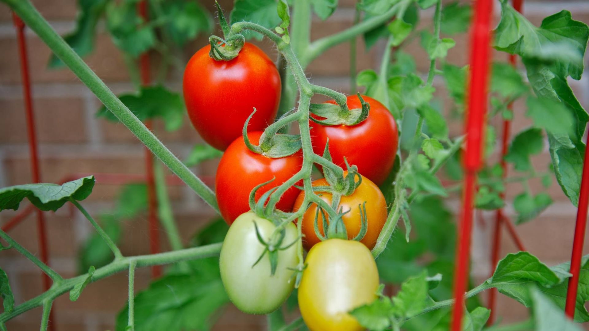 Not Tomato Cages, Not Stakes: 3 Modular Systems for Support | Gardening ...