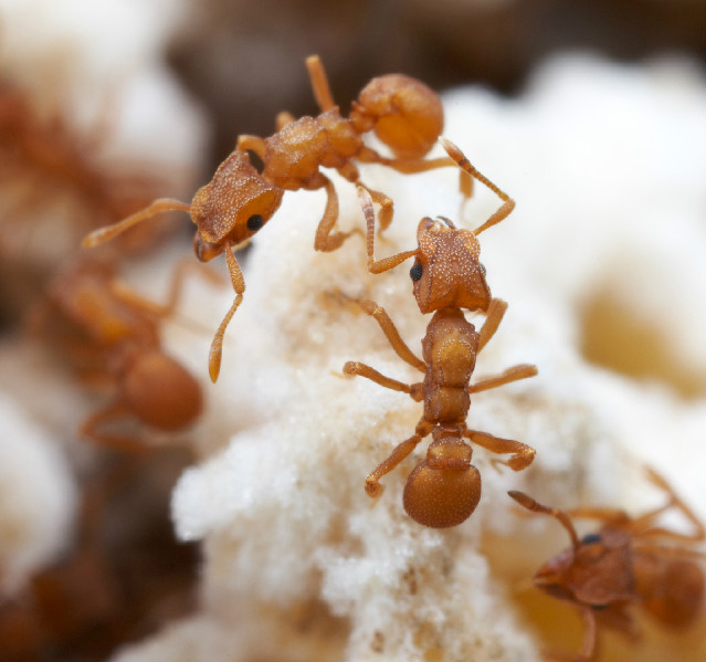 &lt;em&gt;Cyphomyrmex wheeleri&lt;/em&gt; ants in Texas tend their fungus garden. The garden consists of a particular fungal species that the ants and their ancestors have continuously cultivated for over 5 million years. 