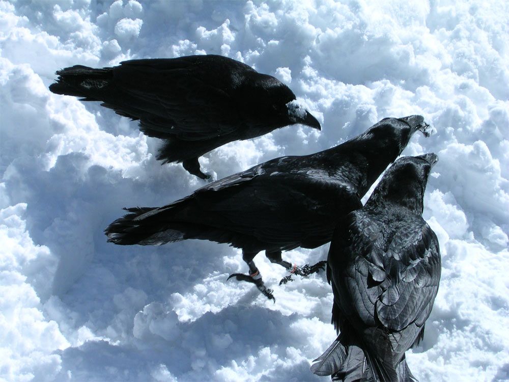 male raven gestures with its beak to two other ravens