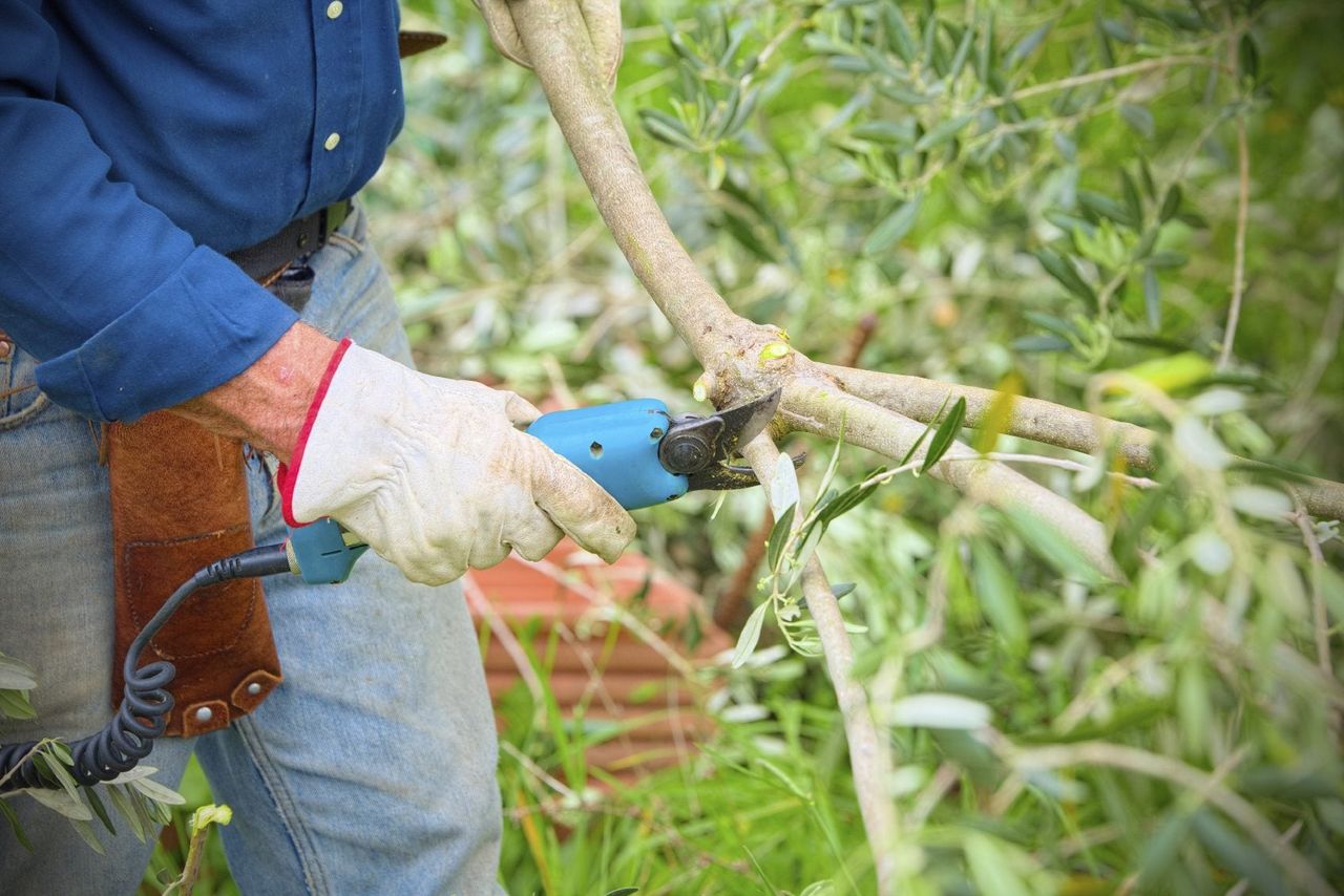 Gardener Pruning Olive Tree Branch