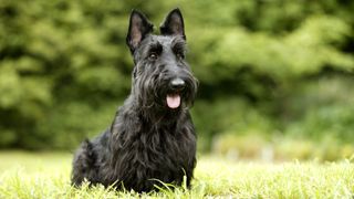 Scottish Terrier