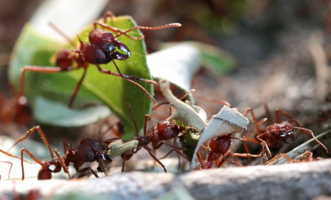 Harvester ant