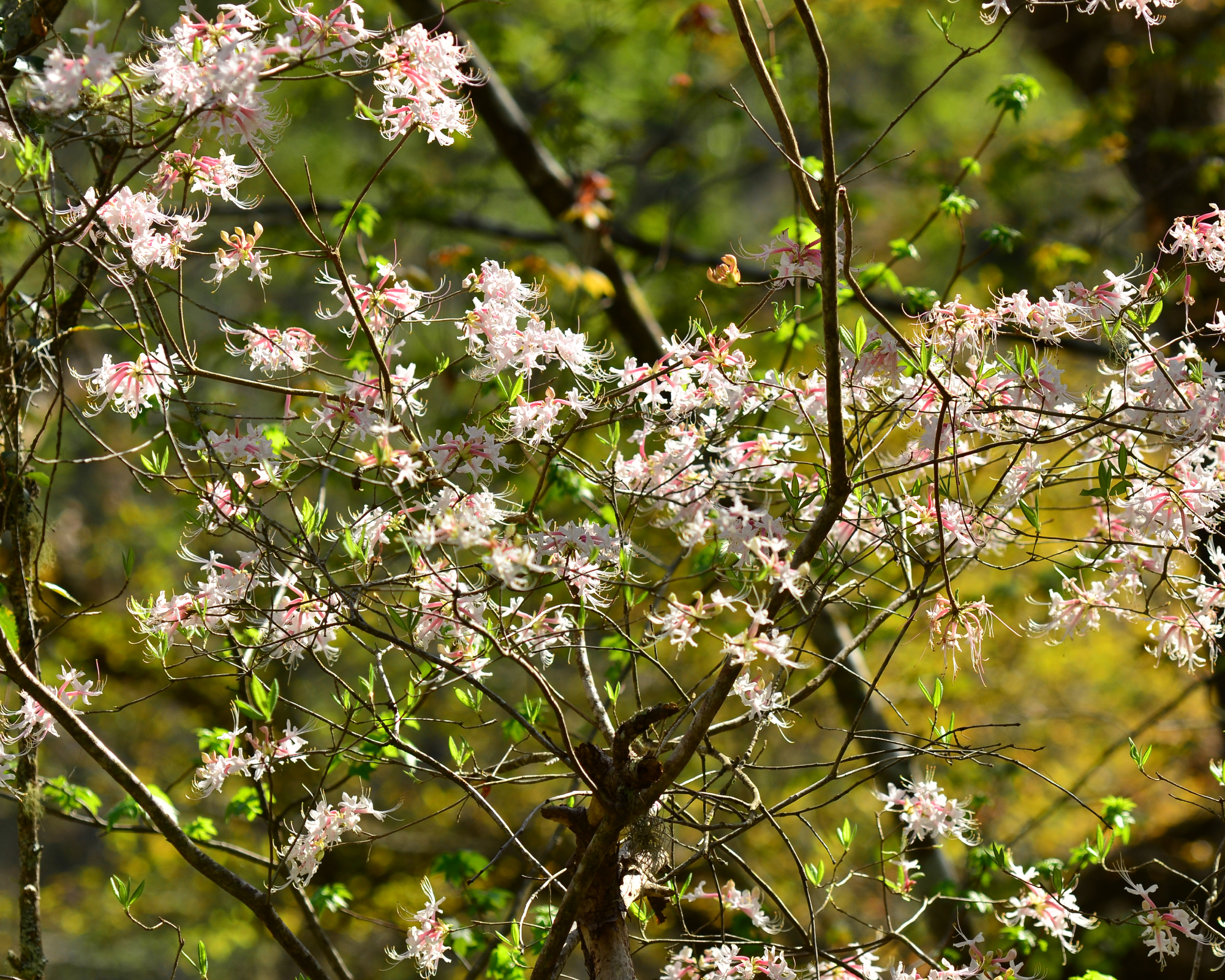 Wild azalea tree growing in forest