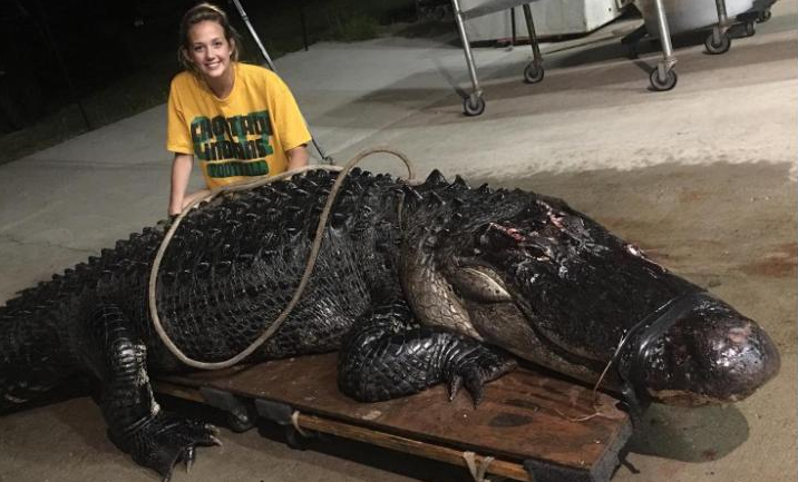 This 12Foot, 463Lb. Alligator Went Head to Head with a Semitruck