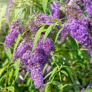 A close-up shot of the purple flowers of a buddleja bush