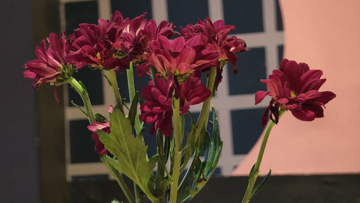 Oppo Reno 10x Zoom camera sample