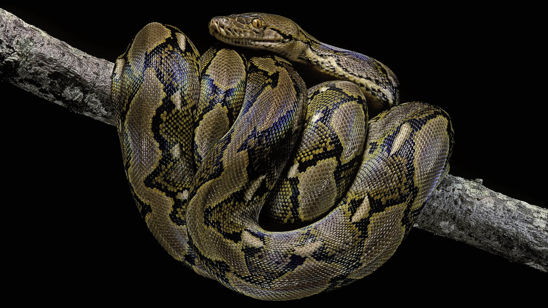 a large reticulated python curled around a branch