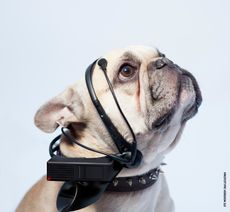 no-more-woof