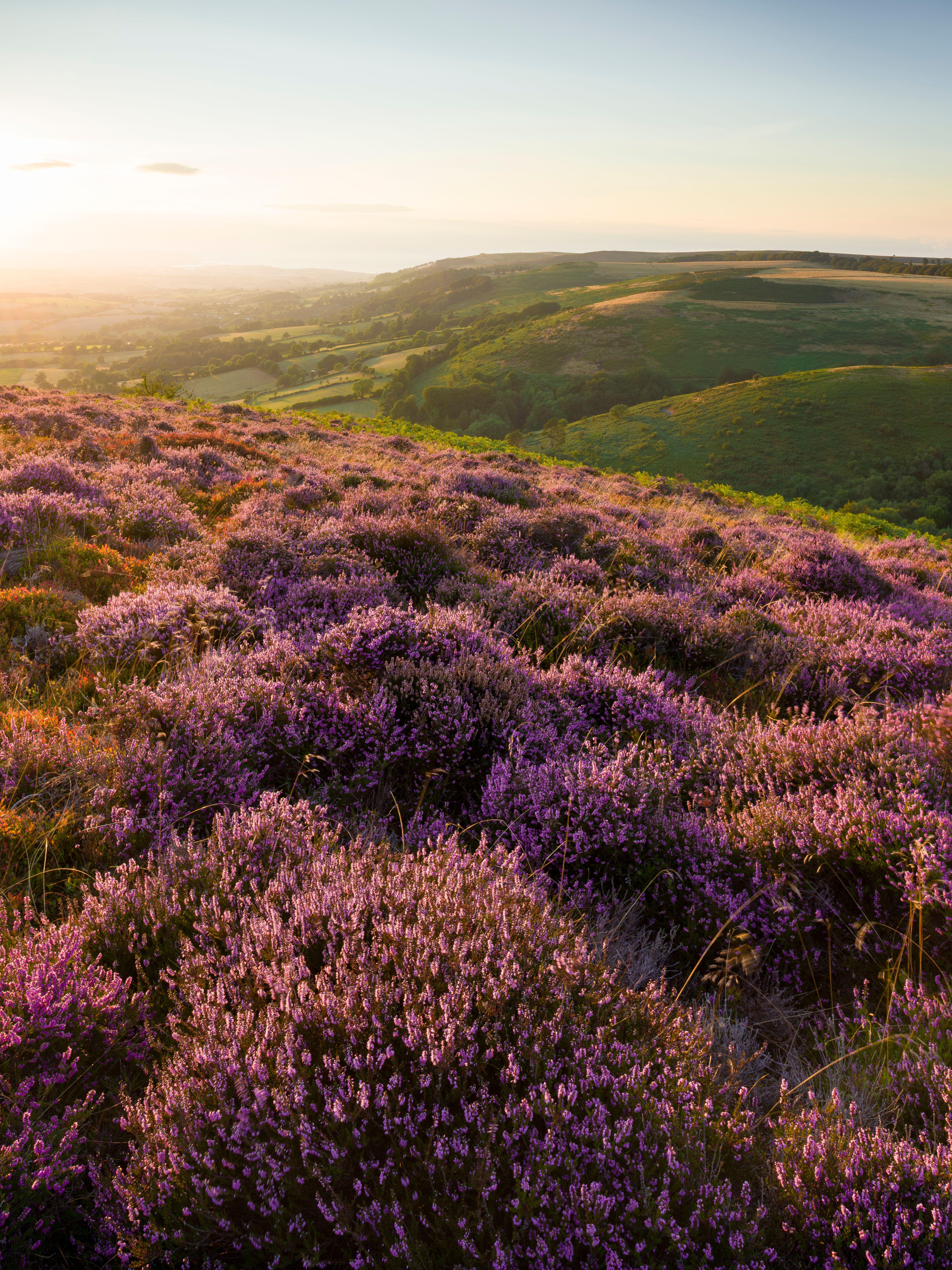 Triscombe in the Quantocks in Somerset