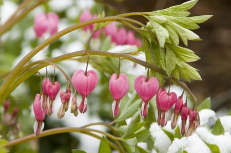 bleeding heart winter