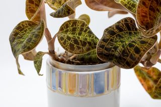 A potted lightning jewel orchid