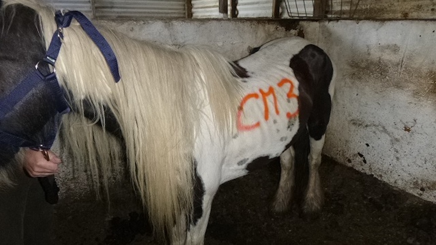 RSPCA-Price-case.jpeg