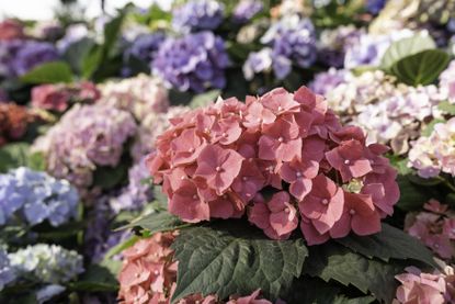 5 Things People Who Have Perfect Hydrangeas Want You to Know | Livingetc