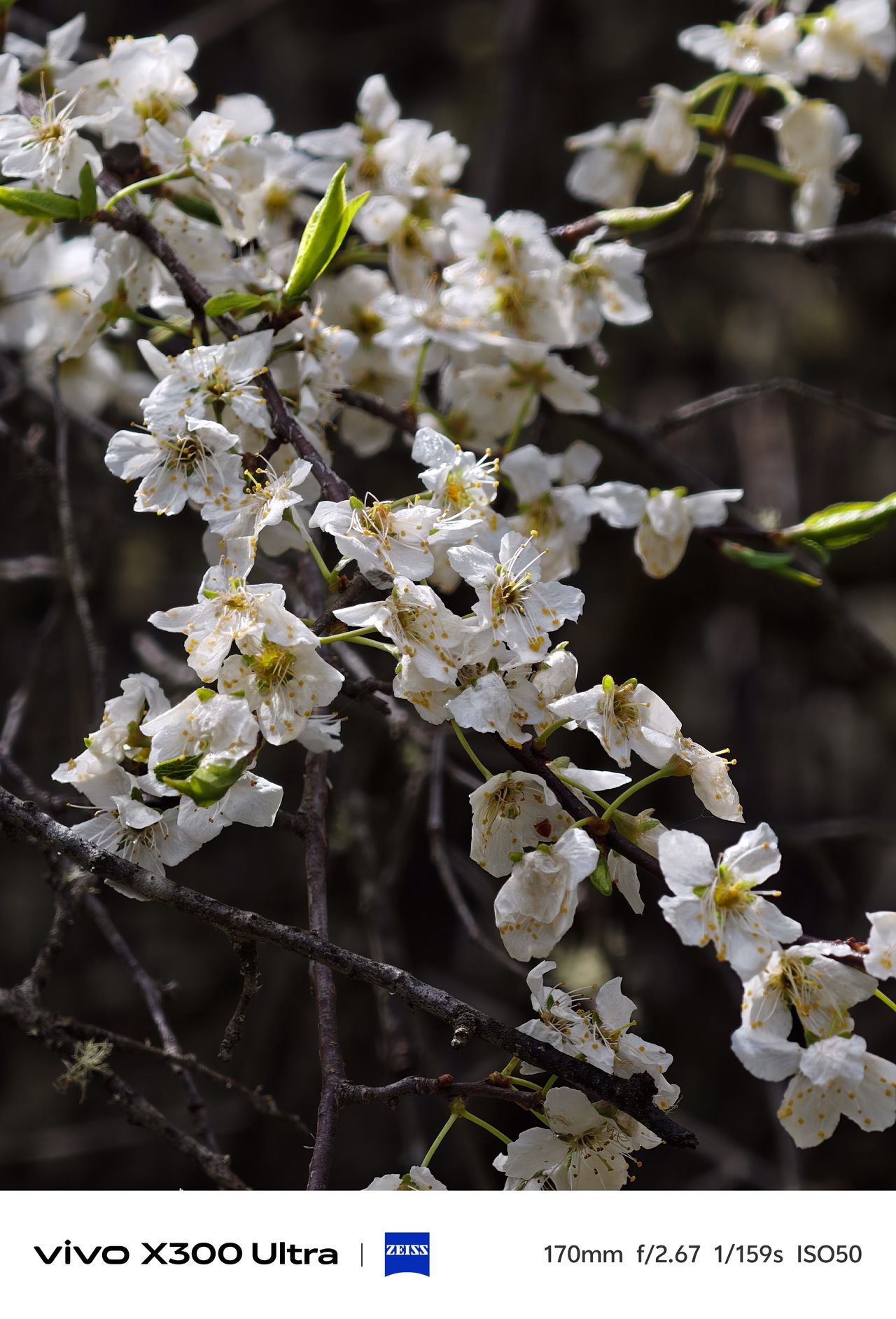 A close-up shot of delicate white spring blossoms blooming on dark, rustic tree branches.