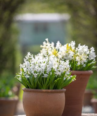 Hyacinthus orientalis multi-flowered White in pots