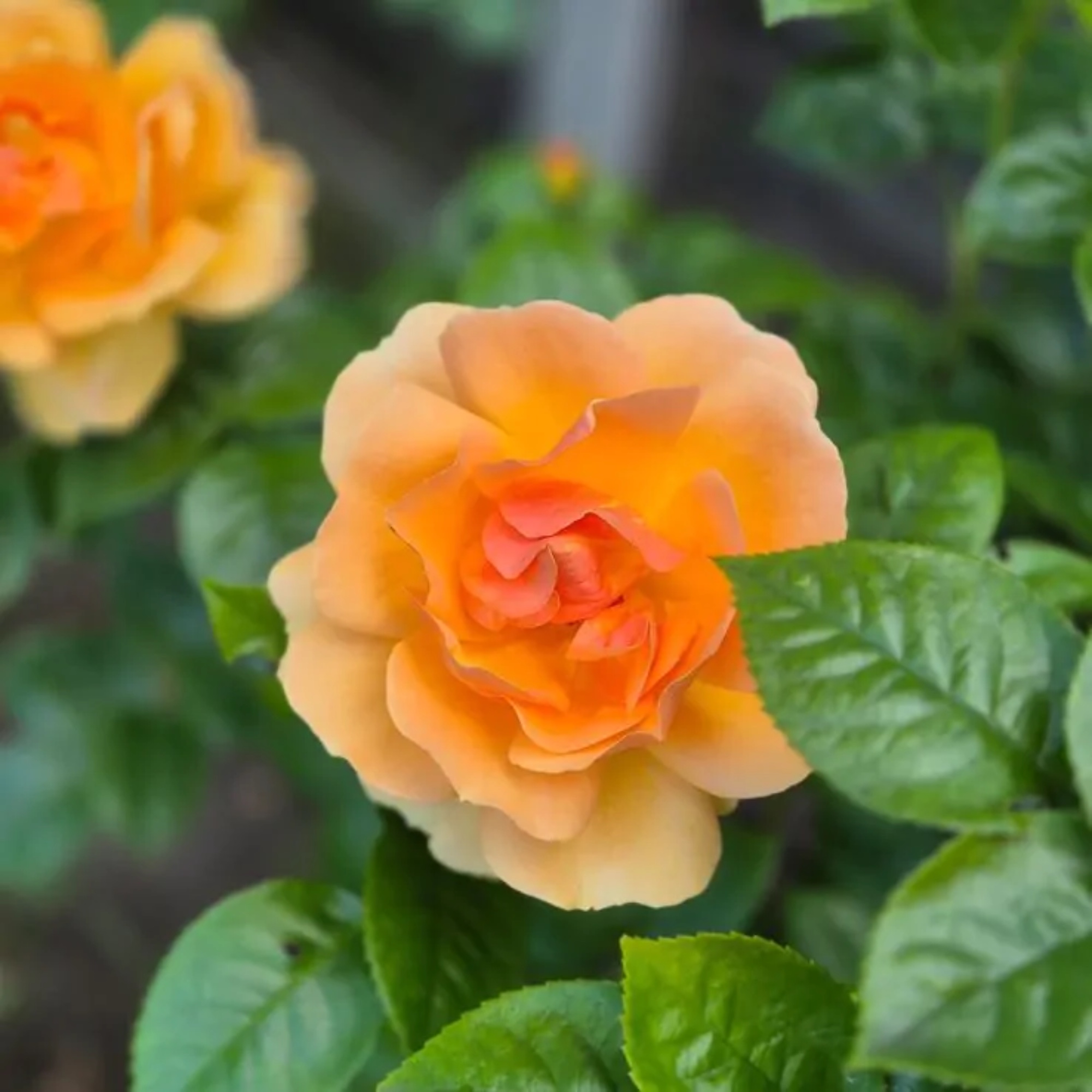 Rose 'Queen Bee' Floribunda Rose