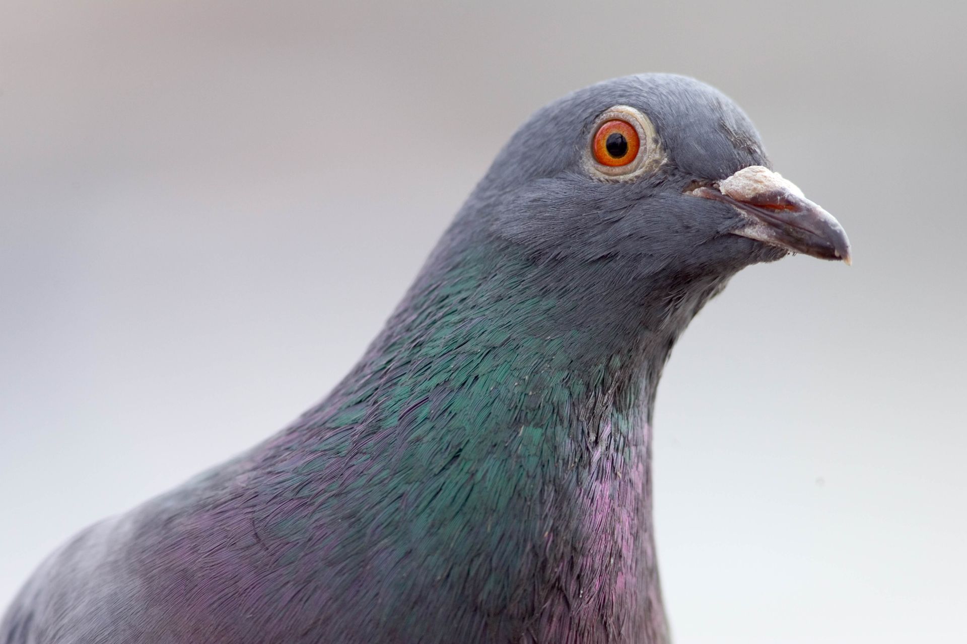 A piece of the world's oddest network deployment has gone up for auction — if you fancy owning a piece of pigeon-powered internet, it can be yours for just $4,000