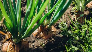 Onions planted in the soil