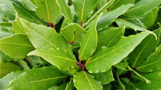 Close up of bay tree leaves