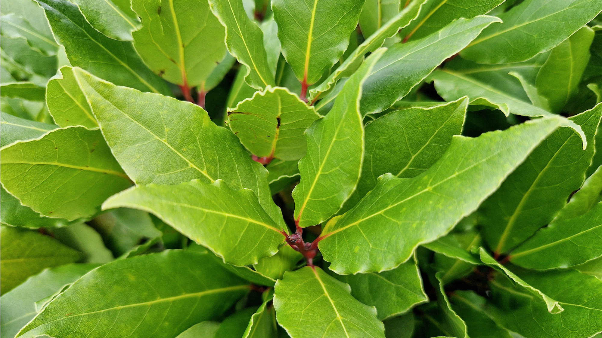 Close up of bay tree leaves