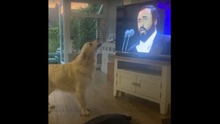 Dog singing opera to Pavarotti in front of TV