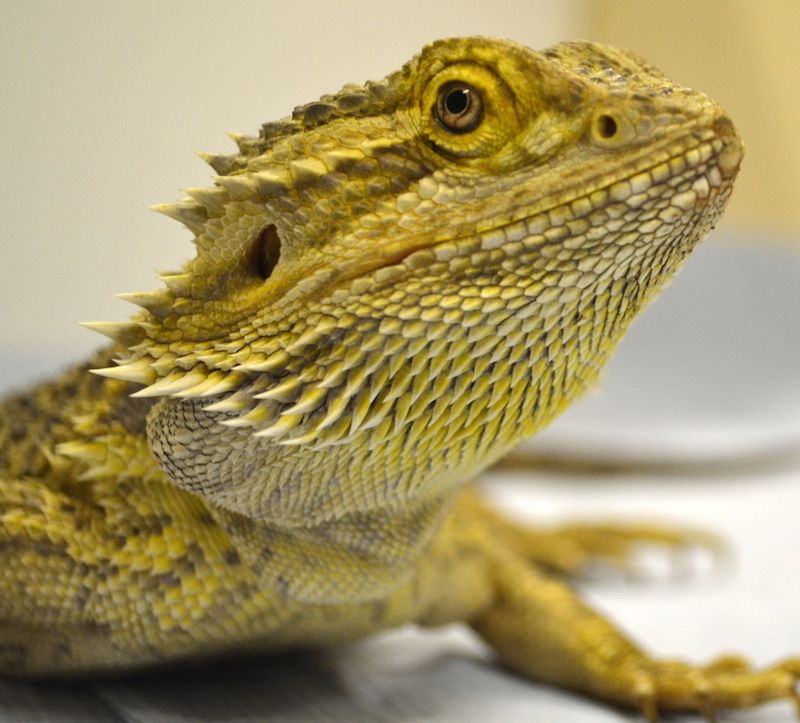 Bearded dragon