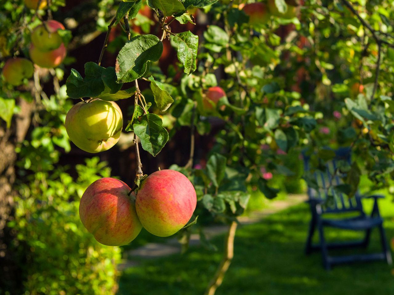6 Fruit Varieties You Can Start Growing in February | Livingetc