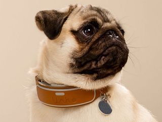 Link AKC