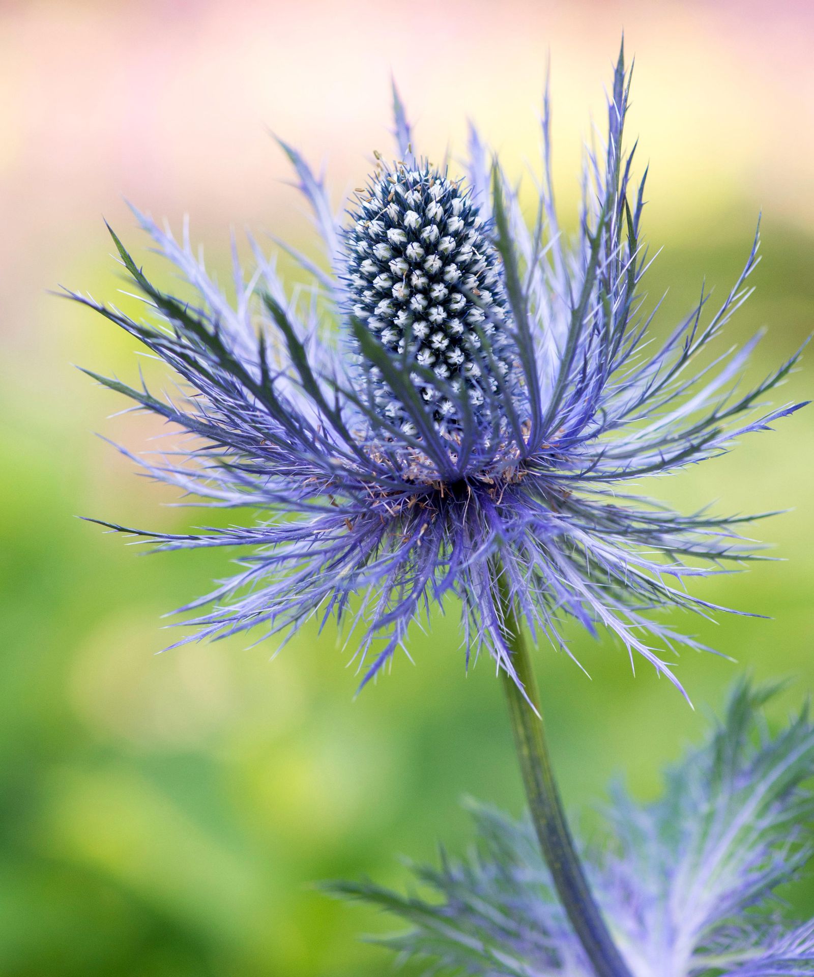 Sea holly varieties: 16 types of eryngium to grow yourself | Gardeningetc