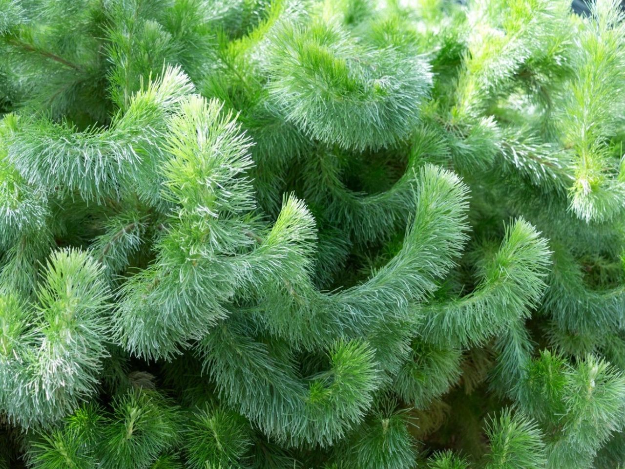 Many dense branches of Adenanthos wooly bush growing upwards