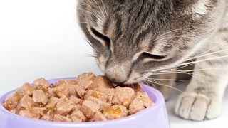 Cat eating wet cat food