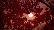 full moon through autumn foliage