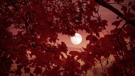 full moon through autumn foliage