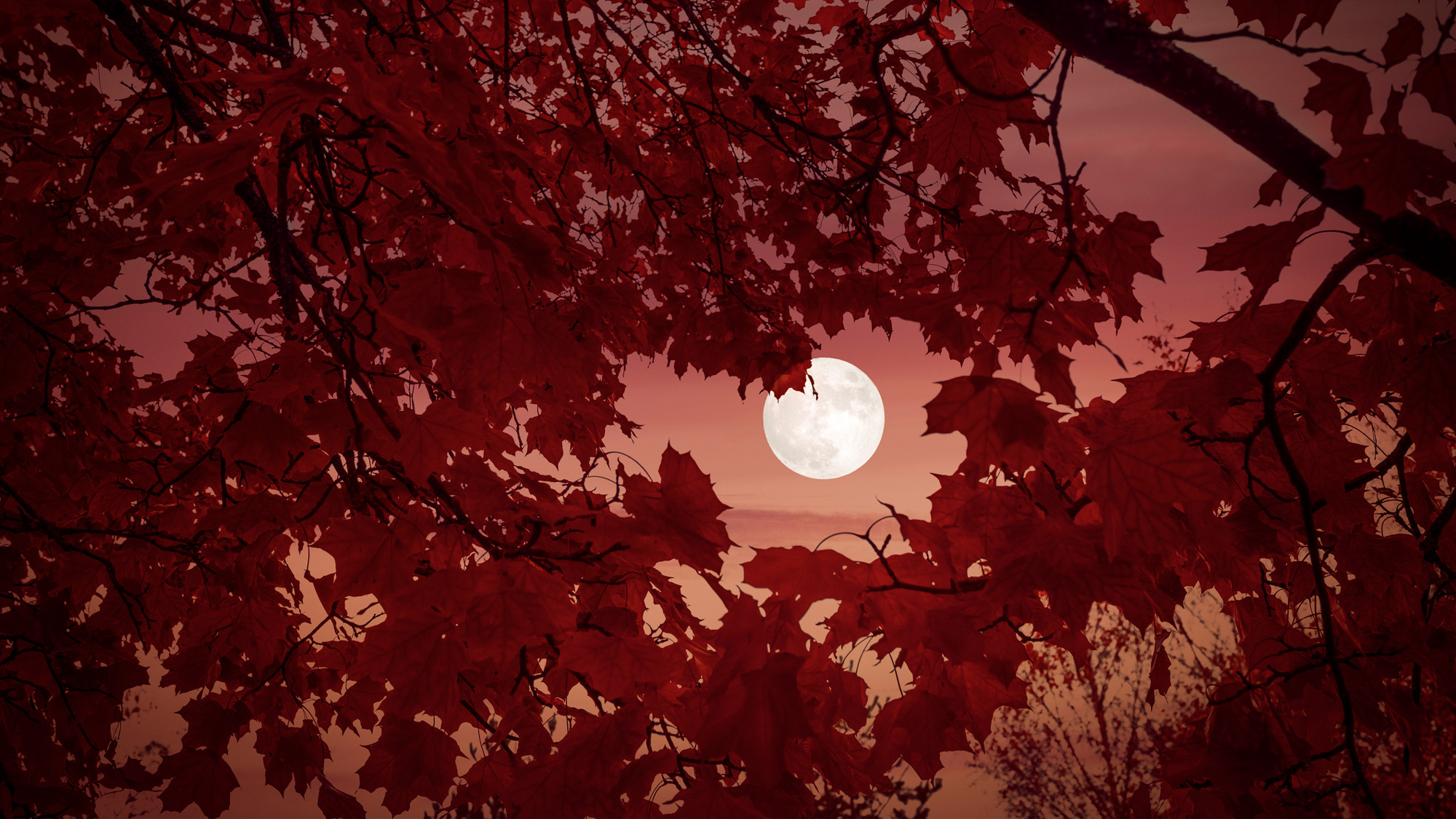 full moon through autumn foliage