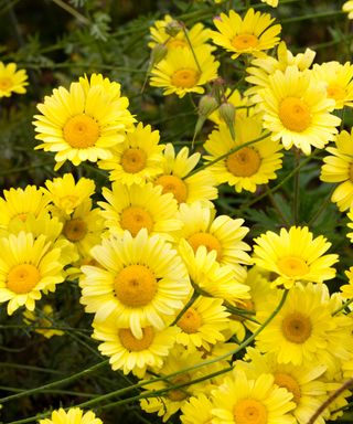 Large daisy flowers of the perennial yellow camomile, Anthemis tinctoria