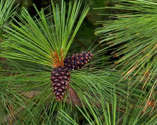 pine cones on pinus ponderosa