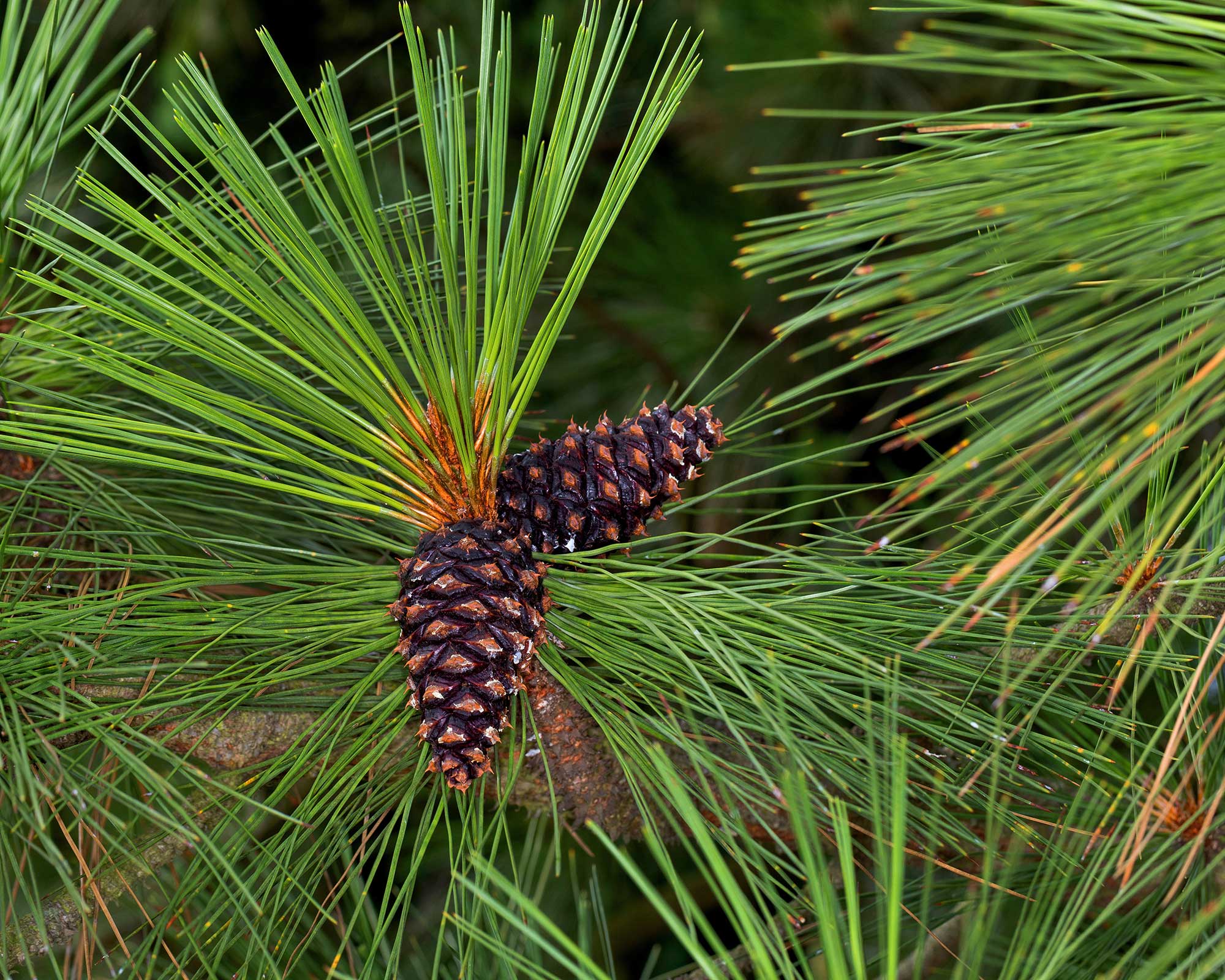 Ponderosa pine care and growing guide: tips for these trees | Gardeningetc