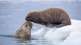 A walrus and its offspring in Our Planet 2.