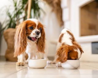 Two small white and tan dogs eating food out of pet bowls on a stone floor