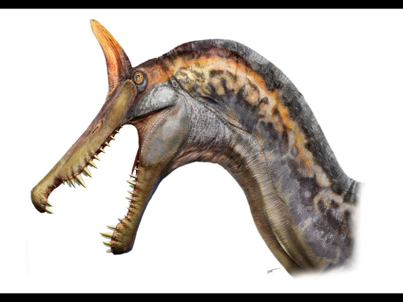 An illustration of Spinosaurus mirabilis, showing its long open jaws and an orange and red spike on its head.