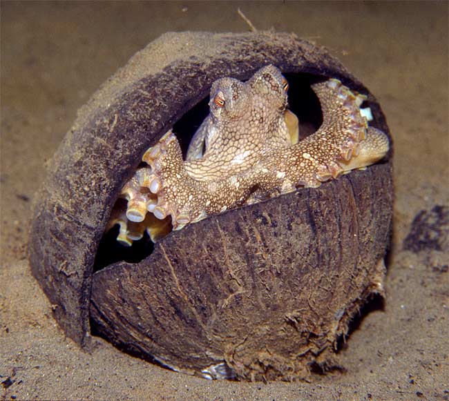 The veined octopus (Amphioctopus marginatus) uses coconut shell halves to build a shelter.